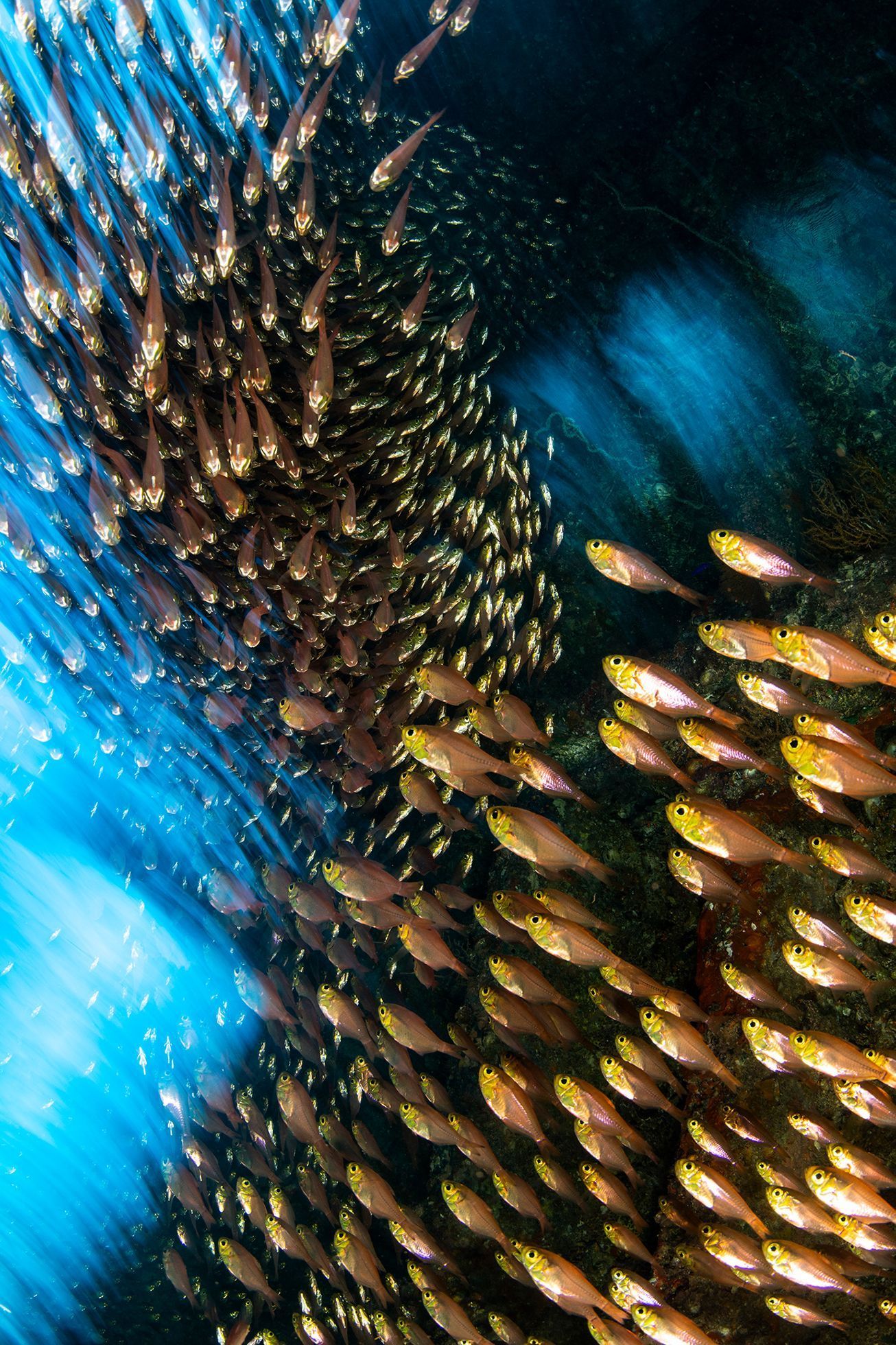 Vítězové fotografické soutěže Underwater Photographer of the Year 2022