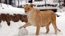 Bílý lev ve výběhu bělehradské zoologické zahrady. Ošetřovatelé upozorňují, že jde o ojedinělý jev, kdy lvi vyběhli ze svých klecí a hráli si ve sněhu.