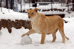 Obrazem: Co dělají zvířata při třeskuté zimě?