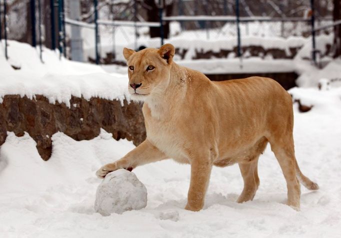 Bílý lev ve výběhu bělehradské zoologické zahrady. Ošetřovatelé upozorňují, že jde o ojedinělý jev, kdy lvi vyběhli ze svých klecí a hráli si ve sněhu.