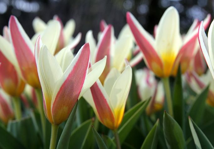 Tulipány Fosterovy také kvetou dříve než jiné odrůdy.