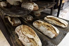 Finské pekařství představilo první chleba na světě upečený z rozdrcených cvrčků