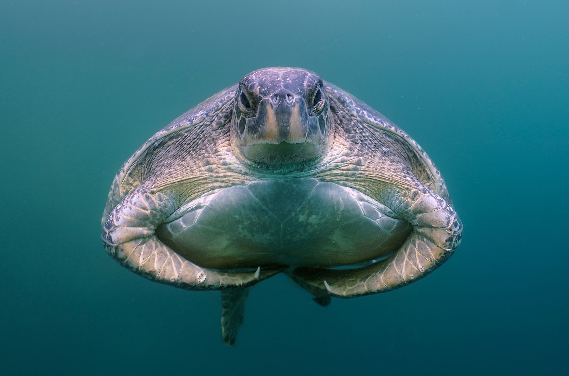 Vítězové fotografické soutěže Underwater Photographer of the Year 2022