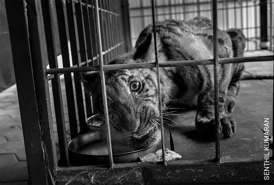 World Press Photo 2022 - regionální vítězové