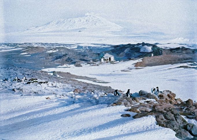 Shackletonova chata (uprostřed) v Antarktidě s tučňáky v popředí a horou Erebus v pozadí. Rok 1911, kolorováno