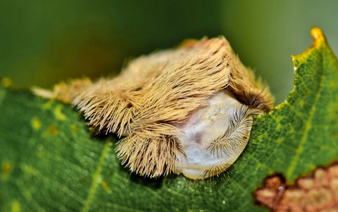 Housenka můry druhu Megalopyge opercularis (Megalopyge opercularis)