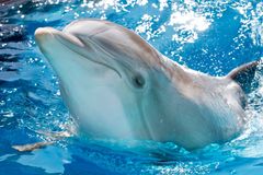 Anatomie zla: Proč delfíni týrají sviňuchy a sadističtí politici zase občany