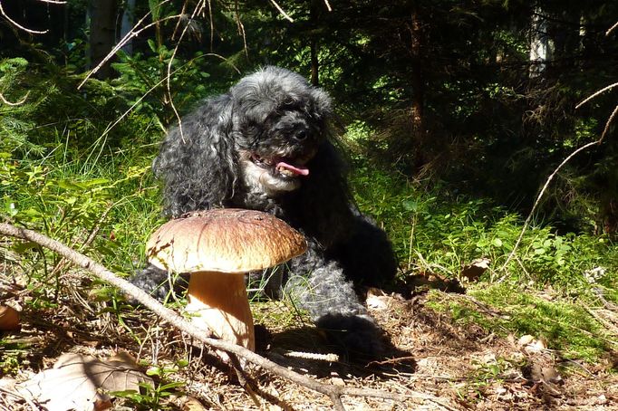 Fotosoutěž houby 2017