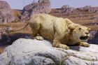 K vyhynutí lvů v Evropě zřejmě přispěl člověk. Šelmy lovil kvůli kožešině