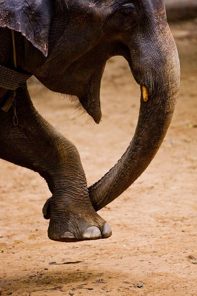 Obrazem: Fascinující podoby symbolu srdce v přírodě