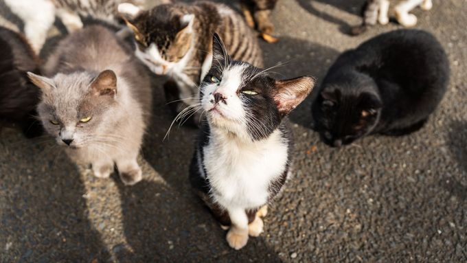 Kyperské úřady odhadují, že na každého z více než jednoho milionu obyvatel připadá zhruba jedna toulavá kočka. Ilustrační foto