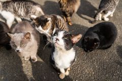 "Ať je koček milion!" Tak to na Kypru raději nezkoušejte, asi by vás hnali