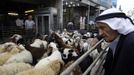 Palestinian man looks at sheep before they are slaughtered on the first day of Eid-al-Adha in the West Bank town of Al-Ram near Jerusalem October 26, 2012. Muslims around the world celebrate Eid al-Adha to mark the end of the Haj by slaughtering sheep, goats, cows and camels to commemorate Prophet Abraham's willingness to sacrifice his son Ismail on God's command. REUTERS/Ammar Awad (WEST BANK - Tags: RELIGION ANIMALS) Published: Říj. 26, 2012, 10:09 dop.