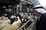 Ve všech koutech světa, kde se vyskytují muslimové, se hledají zvířata, která jsou vhodnou obětí. Tato fotografie například pochází z Palestiny. Většina ovcí, které vidíte na snímku, nakonec skončí s proříznutým hrdlem.