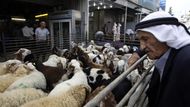 Ve všech koutech světa, kde se vyskytují muslimové, se hledají zvířata, která jsou vhodnou obětí. Tato fotografie například pochází z Palestiny. Většina ovcí, které vidíte na snímku, nakonec skončí s proříznutým hrdlem.