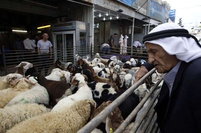 Palestinian man looks at sheep before they are slaughtered on the first day of Eid-al-Adha in the West Bank town of Al-Ram near Jerusalem October 26, 2012. Muslims around the world celebrate Eid al-Adha to mark the end of the Haj by slaughtering sheep, goats, cows and camels to commemorate Prophet Abraham's willingness to sacrifice his son Ismail on God's command. REUTERS/Ammar Awad (WEST BANK - Tags: RELIGION ANIMALS) Published: Říj. 26, 2012, 10:09 dop.