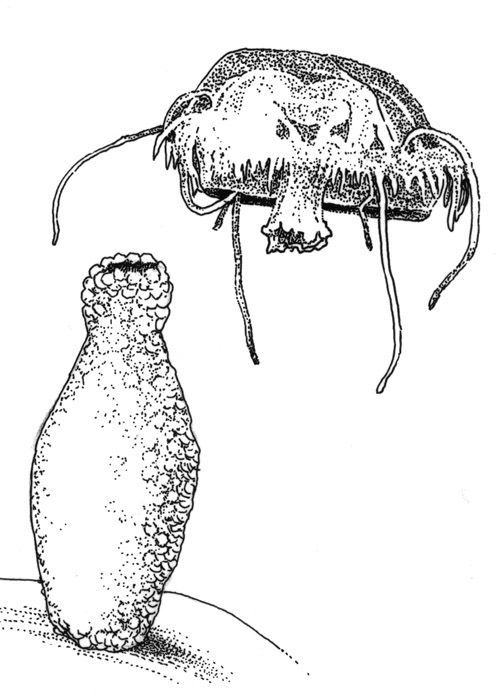 Medůzy ve štěrkovně