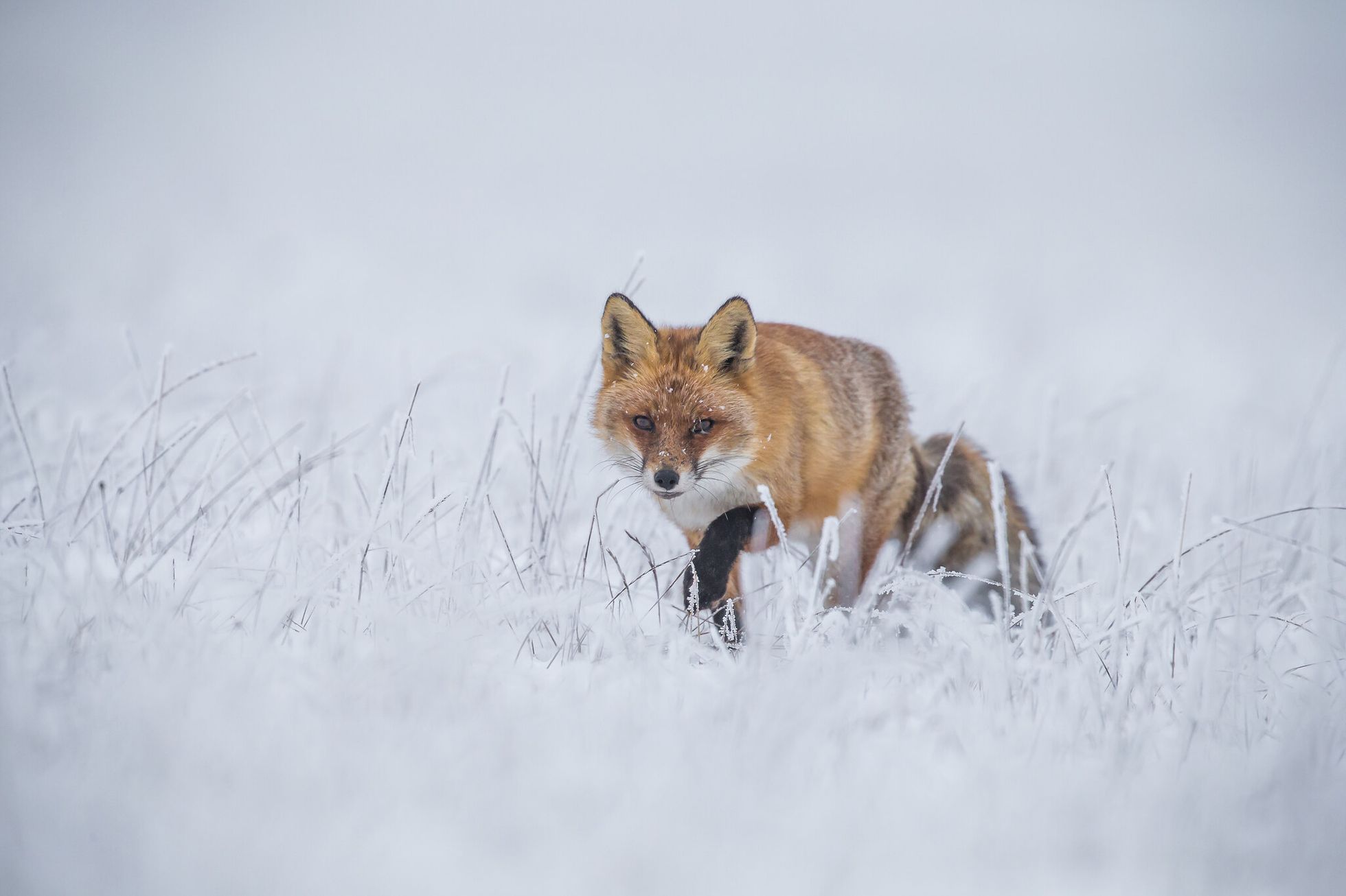 Nominace na Czech Nature Photo 2020