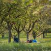 Fotogalerie / Pražské parky / Petřínské sady