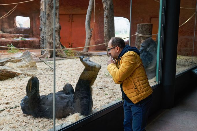 Zoo Praha, nový pavilon goril (Rezervace DJA, gorily a střední Afrika)