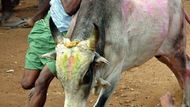 PALAMIDU (Indie) - Indický vesničan drží býka během festivalu krocení býků ve vesnici Palamidu, 500 km jihozápadně od jihoindického města Chennai. Krocení býků je součástí festivalu sklizně Hongal. Účastníci musí chytit býka a běžet s ním 50 metrů.