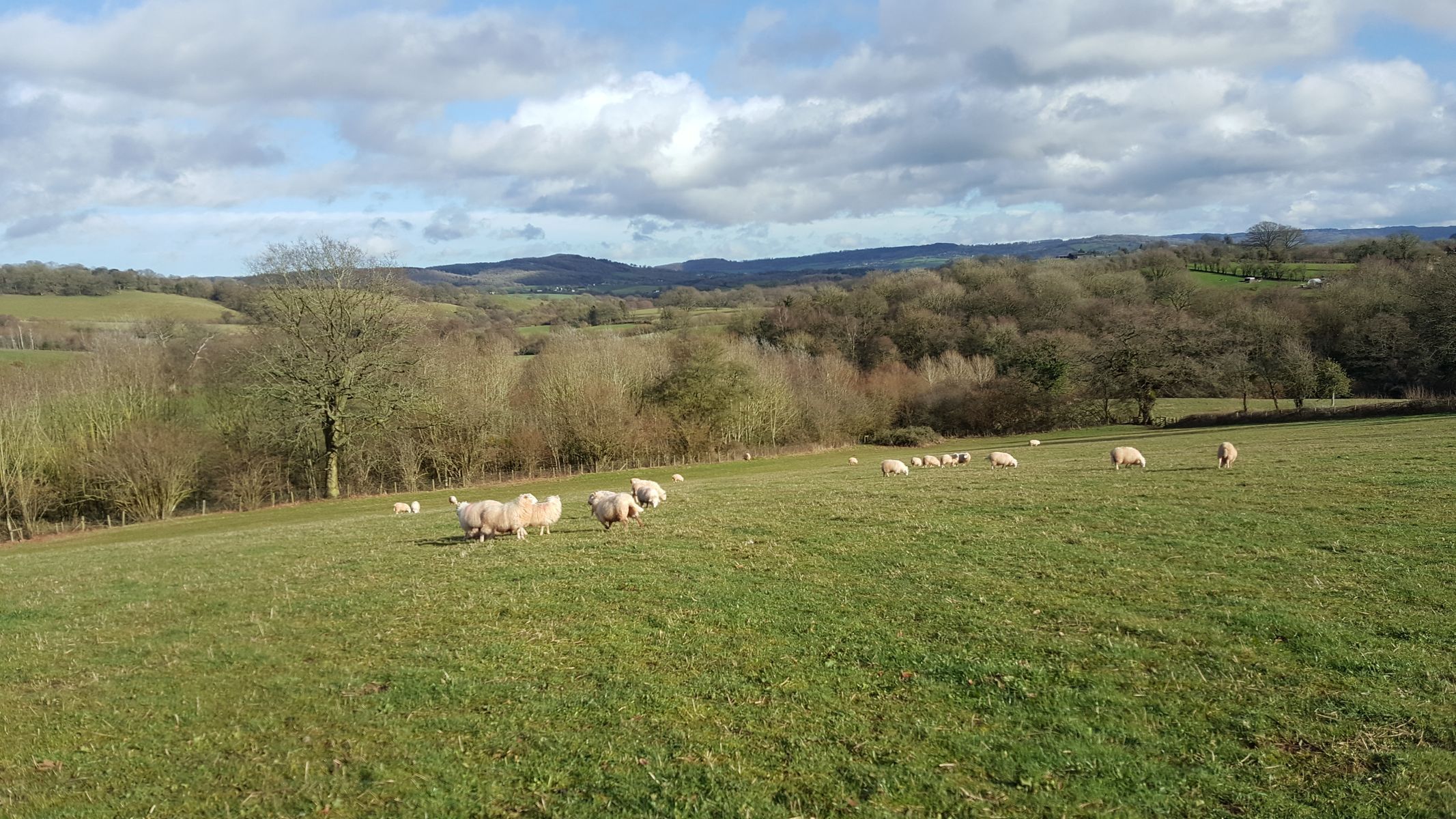 Ovce ve Walesu