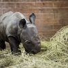 Nové mládě nosorožce v ZOO Dvůr Králové