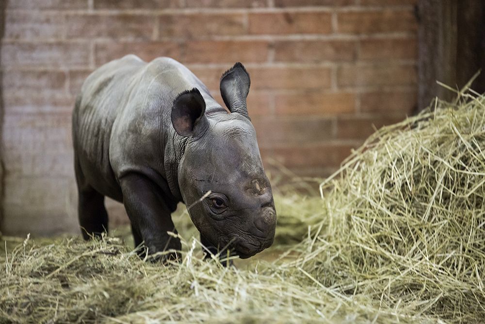 Nové mládě nosorožce v ZOO Dvůr Králové