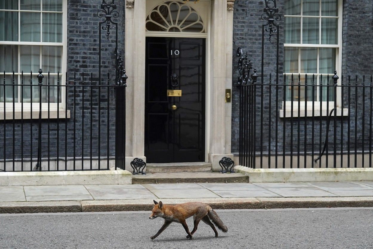lišky londýn velká británie