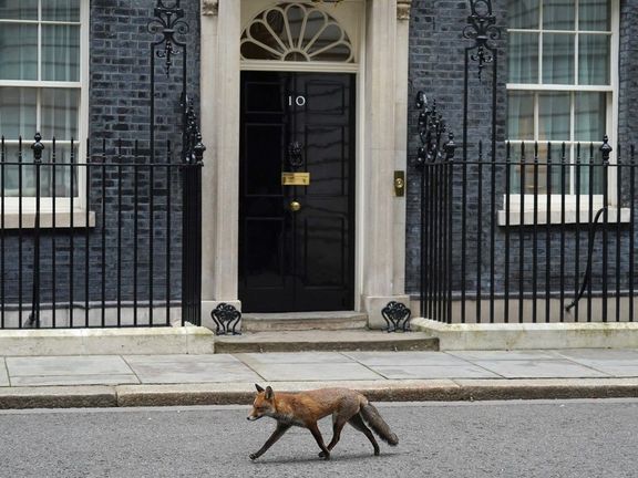 Liška před Downing Street 10, sídlem britských premiérů.