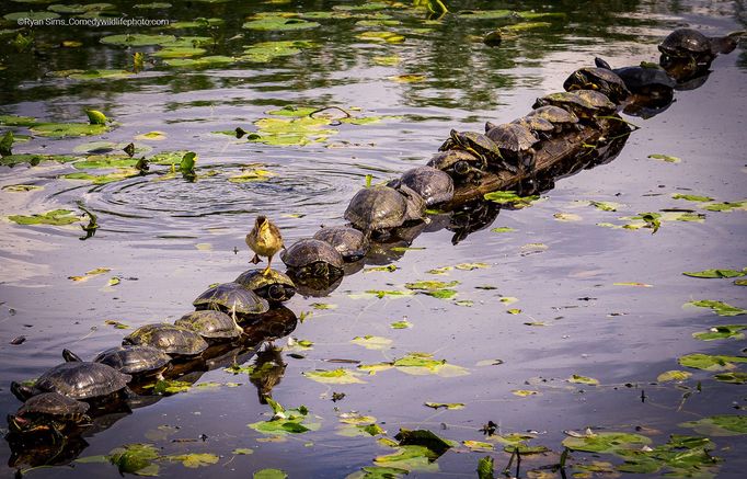 Finalisté soutěže Comedy Wildlife Photography Awards 2022