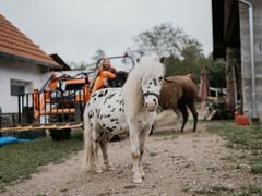 "Kdo chce dobře pochopit, jak přemýšlí koně, měl by pozorovat slepice."