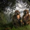 Wildlife Photographer of the Year 2023. Snímky nominované na cenu veřejnosti People Choice Award