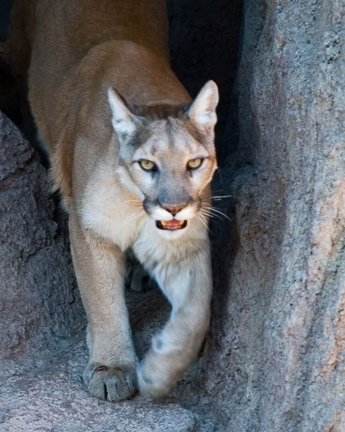 Puma americká