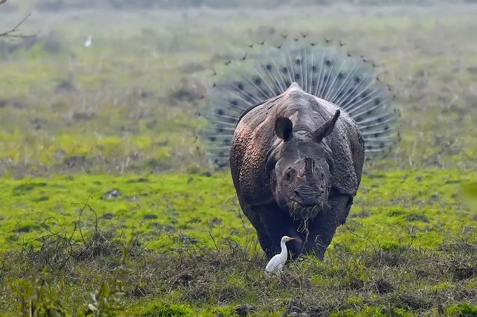 Finalisté fotosoutěže Comedy Wildlife Photography Awards 2018