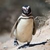 Tučňák magellanský