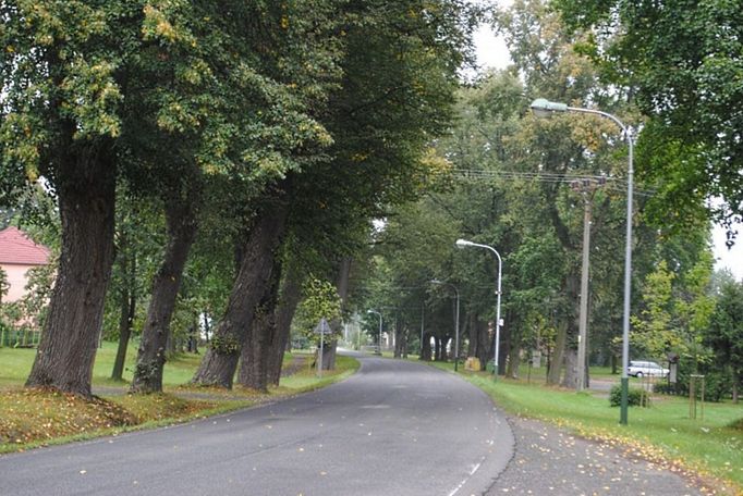 Alej v obci Okna (Liberecký kraj).  Alej byla založena asi před sto padesáti lety. Lemuje silnici, která prochází obcí. Postupně proměnila charakter obce - původní okrouhlice s návsí se změnila na průjezdní vesnici s cestou obklopenou stromy. Alej je tvořena převážně lipami a javory. Průběžně se silnicí běží menší cesta pro pěší. Obec se o alej stará, ošetřuje ji a průběžně dosazuje. Alej byla v roce 2007 zařazena mezi významné krajinné prvky. V aleji chodí a jezdí lidé. V aleji si hrají děti. V aleji na podzim rostou houby. Alej dává stín a práci - kolik úsilí spotřebuje shrabat všechno listí!