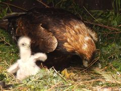 Čtveřice budoucích beskydskýh orlů je teď pod plnou ochranou adoptivní matky Diny.