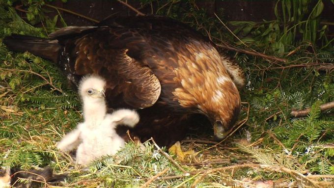 Čtveřice budoucích beskydskýh orlů je teď pod plnou ochranou adoptivní matky Diny.