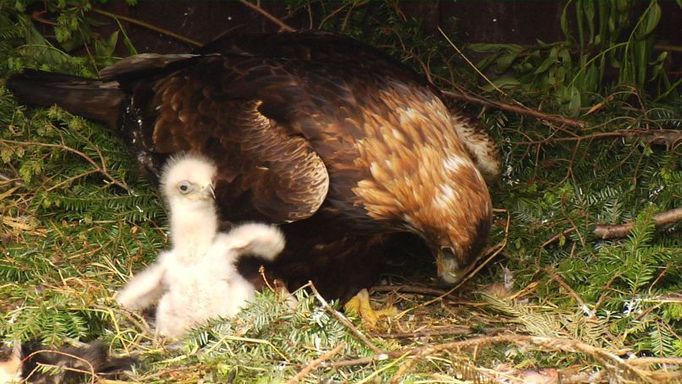 Čtveřice budoucích beskydskýh orlů je teď pod plnou ochranou adoptivní matky Diny.