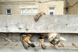 Vítězný snímek v kategorii Kočky: Malgorzata Russellová - Mamko, proč jsi vzhůru nohama?