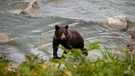 Nebo medvědi grizzly při lovu lososů (USA).