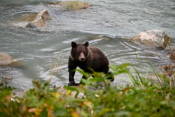 V USA rodina pozorovala medvědy grizzly při lovu lososů.