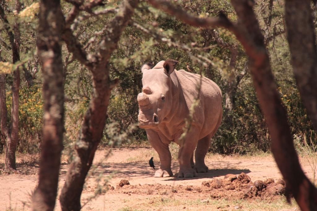 Čeští nosorožci v Africe