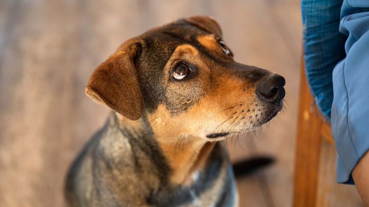 Svíčky, hudba, kremace, popel v urně. Češi pohřbívají zvířecí mazlíky se vší parádou; Zdroj foto: Shutterstock