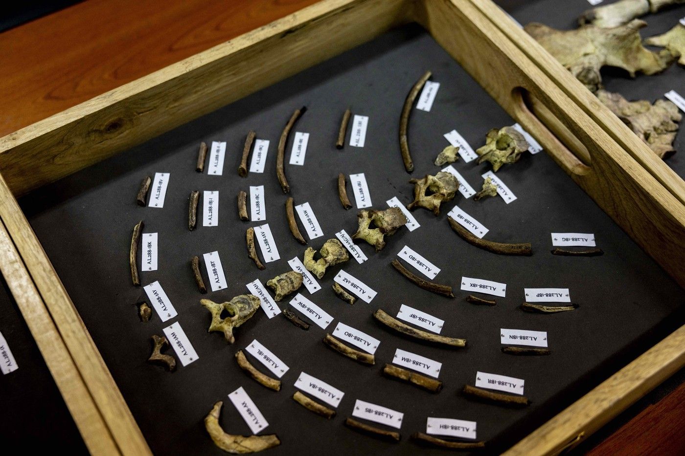 Lucy, kostra, Australopithecus, Etiopie, Národní muzeum, zapůjčení, Domácí
