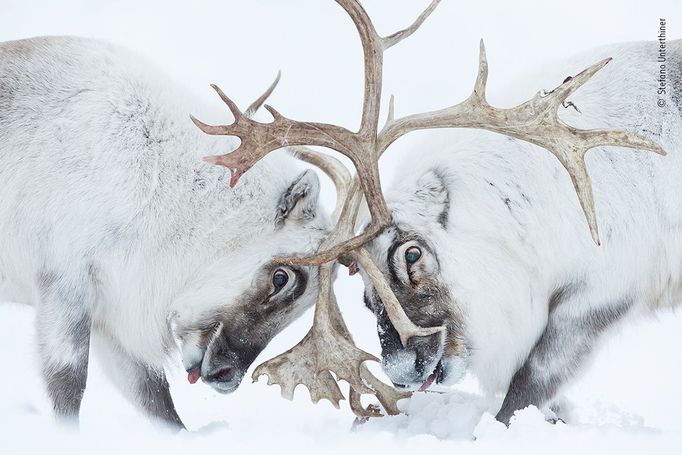 Vítězové soutěže Wildlife Photographer of the Year 2021