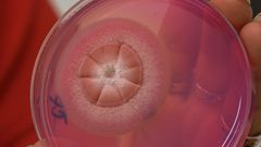 Život v pandemii - Mikroskopické testování nošených respirátorů