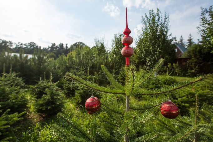 Zabalený smrk, jedli nebo borovici jim pak Svoboda přiveze před Štědrým dnem.