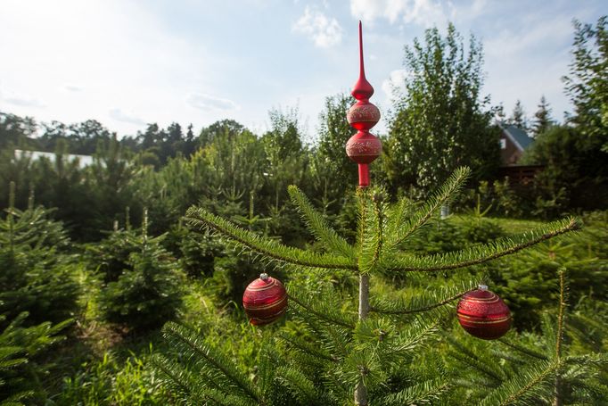 Zabalený smrk, jedli nebo borovici jim pak Svoboda přiveze před Štědrým dnem.